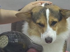 -宠福鑫康馨动物医院·骨科·眼科