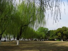 -柳浪闻莺公园