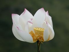 -安龙招堤