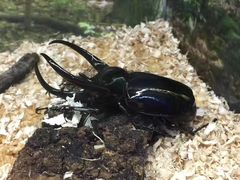 -上海大自然野生昆虫馆(东方明珠·爬宠昆虫探索中心)