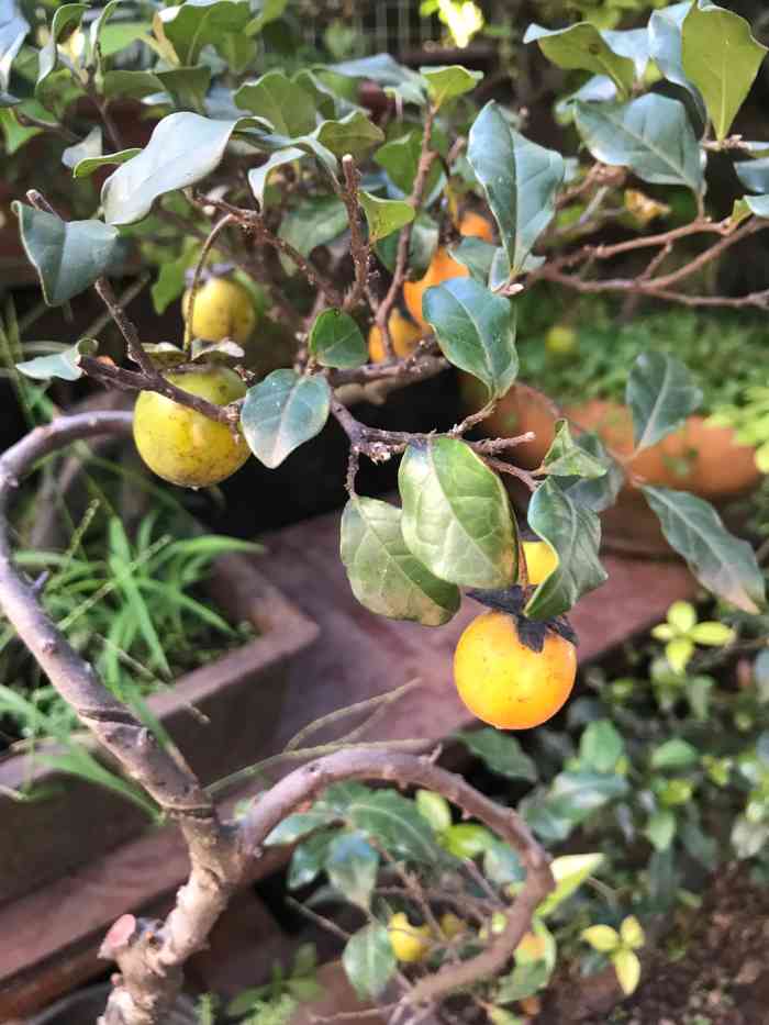 洋河花市-"下雨7415天,无意中发现了洋河花园,原来它.