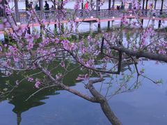 -莫愁湖公园