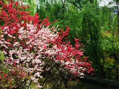 -南汇桃花村