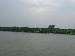 -微山湖红荷湿地景区