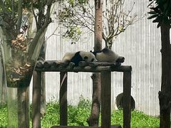 -卧龙中华大熊猫苑神树坪基地