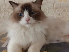 -平行世界·猫咖(首经贸店)