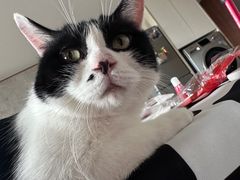 -四月宠物医院·猫专科·心脏专科·内科(转塘店)