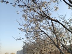 -灞河西岸滨河公园