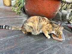 -土灶人家柴火鸡(都江堰店)