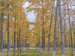 -汉长安城未央宫国家考古遗址公园