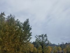 -千年银杏谷文化旅游区