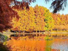 -上海海湾国家森林公园