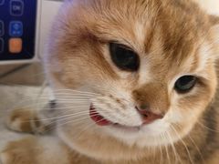 -北京观赏动物医院·24小时大型综合·猫专科·异宠专科