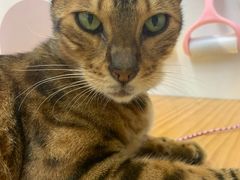 -李小姐の猫咖啡馆(五角场店)
