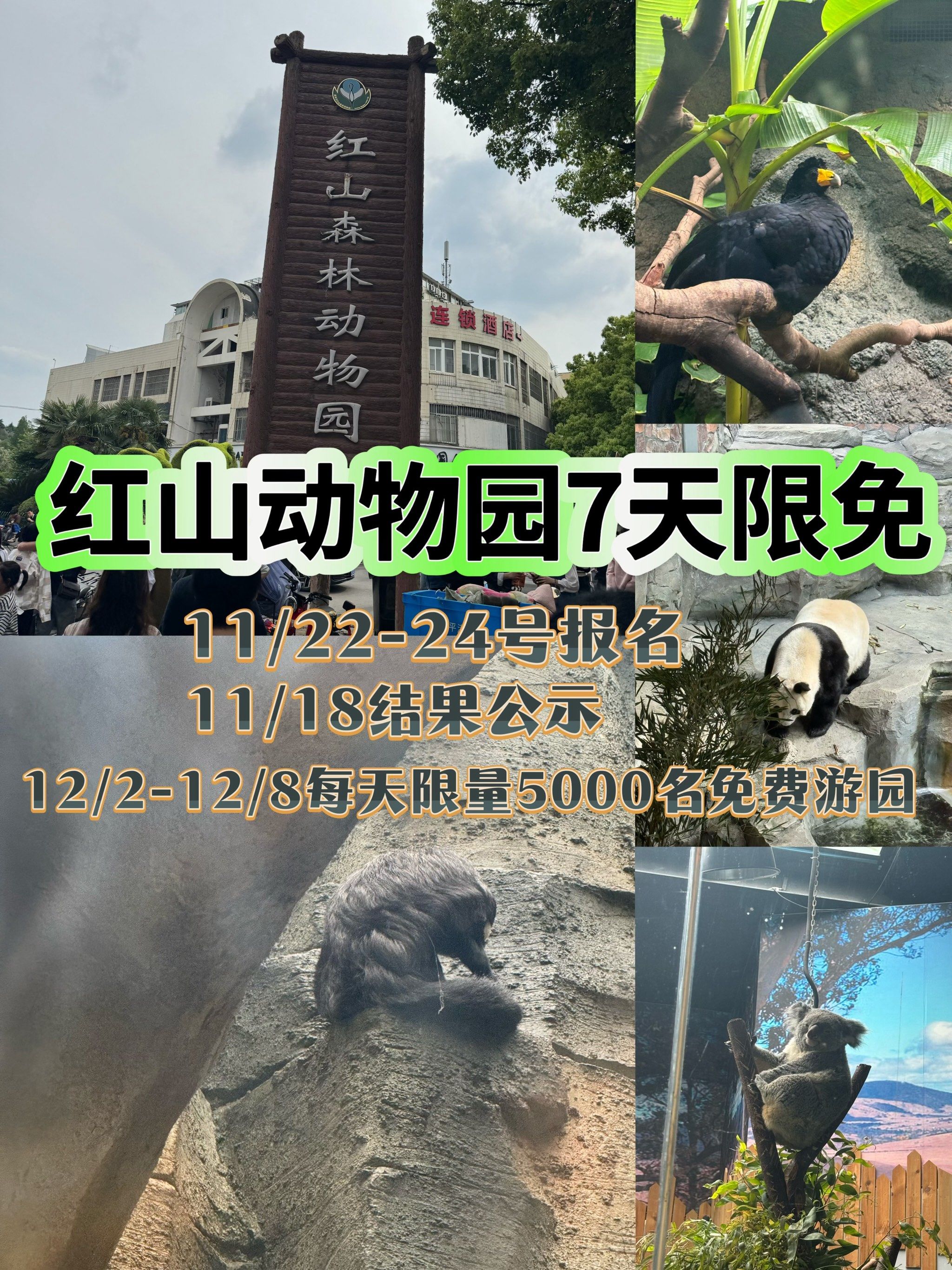 红山动物园惠民活动,7天门票免费,还不冲!