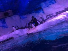-暹罗海洋世界