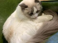 -猫小院猫主题餐厅(三里屯店)