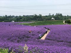 -紫颐香薰山谷景区