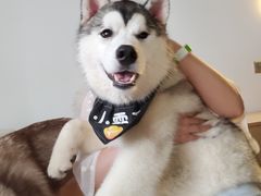 -Husky Go! 哈士奇体验馆·宠物咖啡厅狗咖