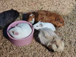 点击看大图 -酷嗒动物文化乐园(cutezoo西溪乐天城店)