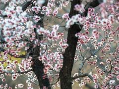 -北京西山国家森林公园