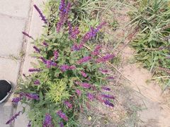 -永定河休闲森林公园