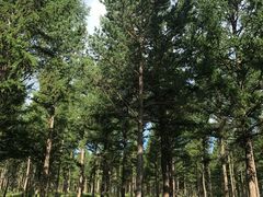 -塞罕坝国家级自然保护区