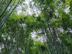 -徐老幺奶汤面