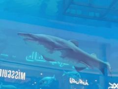 -迪拜水族馆及水下动物园