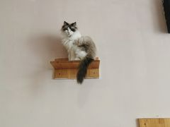 -喵匠猫主题咖啡(凯德和平广场店)