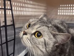 -瑞派康怡24h宠物医院·犬猫医疗中心·微创绝育(瑞景分院)