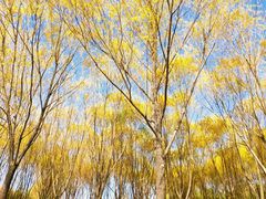 -永定河休闲森林公园