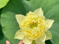 -广州莲花山旅游区