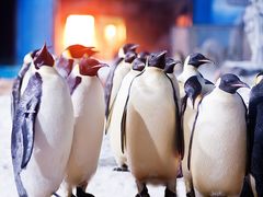 -海合安武汉极地海洋公园