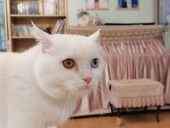 -MOYOYO猫咪咖啡店
