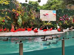 -广州长隆飞鸟乐园