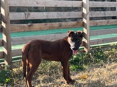 -趣多多宠物公园·宠物训犬学校·宠物寄养