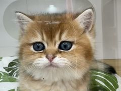 -青奢宠物·青奢猫舍