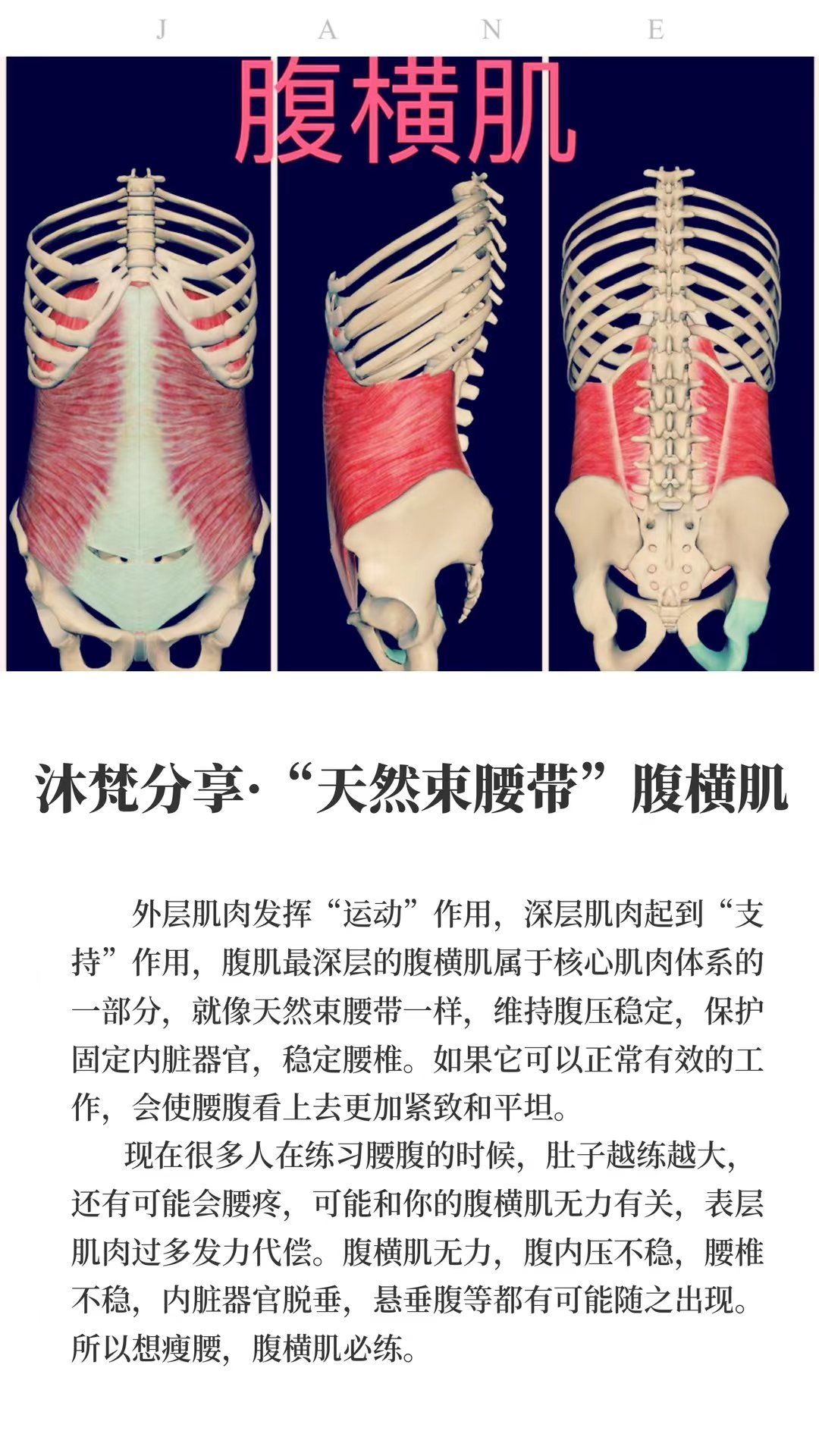 关于腹横肌的一些信息 腹横肌是人体完美的"腰带"