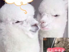 -北京观赏动物医院·24小时大型综合·猫专科·异宠专科