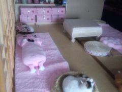 -CC猫狗洗浴·猫咪寄养酒店
