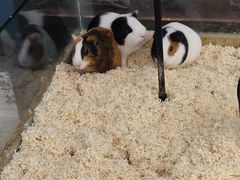 -怪兽屋·羊驼·猫咖·狗咖(俊华广场店)