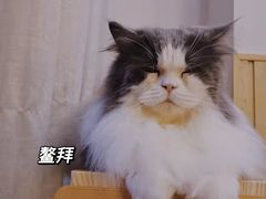 -Catmate·猫肥家润(金润铂宫店)