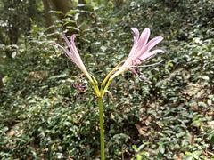 -上海佘山国家森林公园天马山园