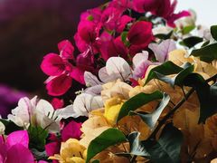 -广州市白云山风景名胜区