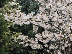 景点-武汉大学-樱园