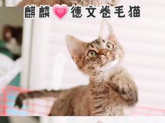 -十年猫舍·猫咪专门店(普陀店)