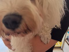 -艾贝尔宠物医院·狂犬免疫点(江山金象城店)