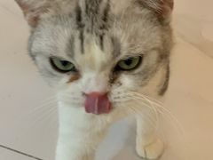 -柴源莊·柴小宠柴犬咖啡