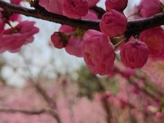 -北京鹫峰国家森林公园